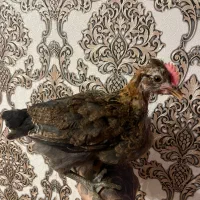 خروس بومی دورگه  (لاری‌مانند)
