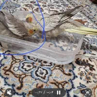 عروس هلندی گمشده