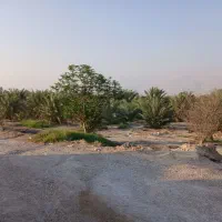 اجاره زمین کشاورزی خورموج|اجارهٔ دفتر صنعتی، کشاورزی، تجاری|بوشهر, |دیوار