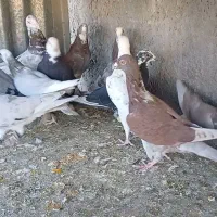 دورگ و پلاکی|پرنده|پیر بکران, |دیوار