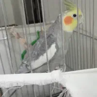 پرنده عروس هلندی|پرنده|بروجرد, |دیوار