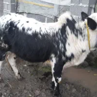 کوله ورزا گاو نر سل