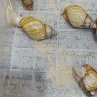 حلزون|خزنده|زرقان, |دیوار