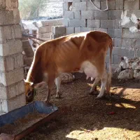 فروش گاو زاییده با گوساله جنس گوساله نر