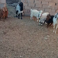 بزغاله ماده و نر و چوش سانن|حیوانات مزرعه|اسلامیه, |دیوار