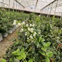 استخدام باغبان و کشاورز|استخدام صنعتی، فنی، مهندسی|جوادآباد, |دیوار