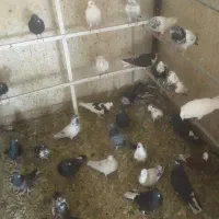 واگذاری کبوتر