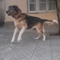 سگ سرابی ذات قدیم|سگ|بهشهر, |دیوار