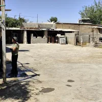 گاوداری صنعتی و زمین روبرو دارای طرح هادی|فروش دفتر صنعتی، کشاورزی، تجاری|شیراز, علی آباد|دیوار