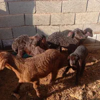 گوسفند|حیوانات مزرعه|سبزوار, علمدار|دیوار