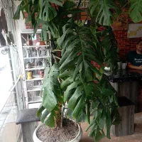 درخت برگ انجیری