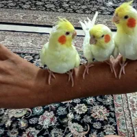 عروس هلندی