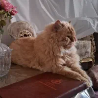 پرشین گارفیلدی