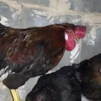 فروش خروس