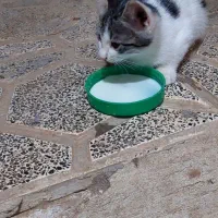 دو عدد بچه گربه
