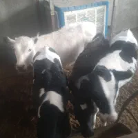 گوساله هلیشتان|حیوانات مزرعه|میبد, |دیوار