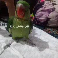 شاه طوطیم فرار کرده|حیوانات|قدس, شهرقدس|دیوار