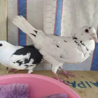 کبوتر|پرنده|شیراز, شیخ علی چوپان|دیوار