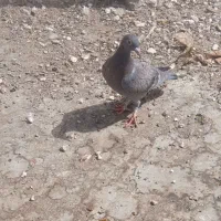 کفتر جوجه و پرشی|پرنده|مشهد, طبرسی شمالی|دیوار