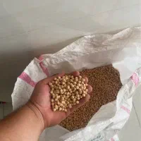 نخود درجه۱ تازه برداشت شده