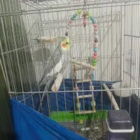 عروس هلندی نر وماده