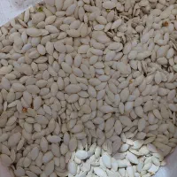 تخمه کدو امسال