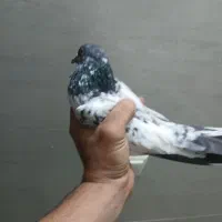 کفتر