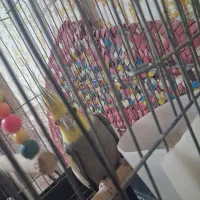 عروس هلندی سخنگو همرا با قفس