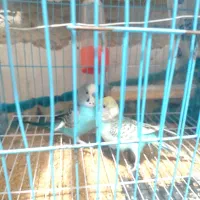 مرغ عشق|پرنده|بندر ماهشهر, |دیوار