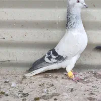 کبود دم‌سفید نر عتیقه