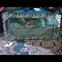 آکواریوم.معاوضه با انگشتر ساعت جی شاک قناری عروس..|ماهی|چناران, |دیوار