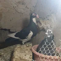 کبوتر غره پلنگ معاوضه