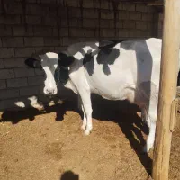 گاو شکم اول با گوساله ماده خلوص بالا|حیوانات مزرعه|درودزن, |دیوار