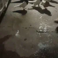 تعدادی کفتر طوقی فروشی|پرنده|سبزوار, شهرک ابوذر|دیوار