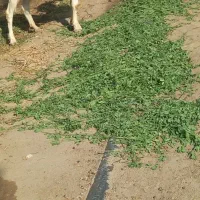 نر بز سانن دو سال اصل اصل