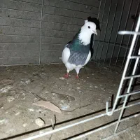 ک.ف.ت.ر.|پرنده|بهاباد, |دیوار