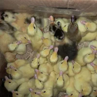 جوجه اردک اسراعیلی تخمگذار در فومن