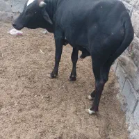 گاو برای قربانی