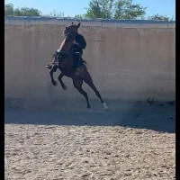 کشش اسب سیلمی کرد