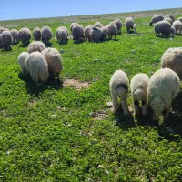 میش‌وبره‌داشتی