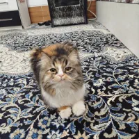 گربه نژاد پرشین کت اصیل