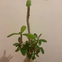 گل ادنیوم|گل و گیاه طبیعی|مشهد, شهید مطهری|دیوار