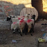 میش|حیوانات مزرعه|یزدان شهر, |دیوار