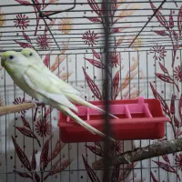 با جفت طوقی یا جفت جوجه طوقی زاغ یا جفت جوجه زاغ|پرنده|لالی, |دیوار