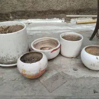 گلدون