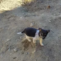 توله سگ پا کوتاه