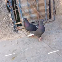 کبوتر|پرنده|سبزوار, جهاد کشاورزی|دیوار