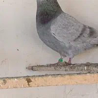 کبوتر پرشی|پرنده|نقده, |دیوار