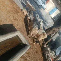 میش|حیوانات مزرعه|ایذه, |دیوار