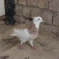 کبوترطوقی